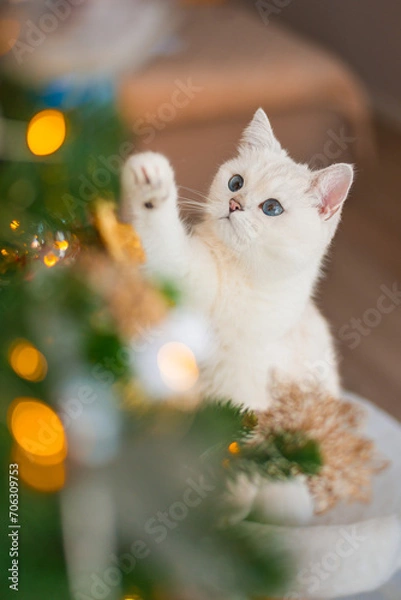 Obraz cat in the christmas