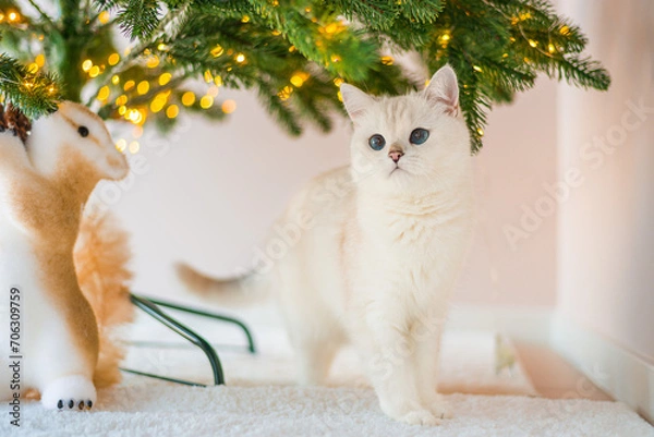 Obraz cat and christmas tree