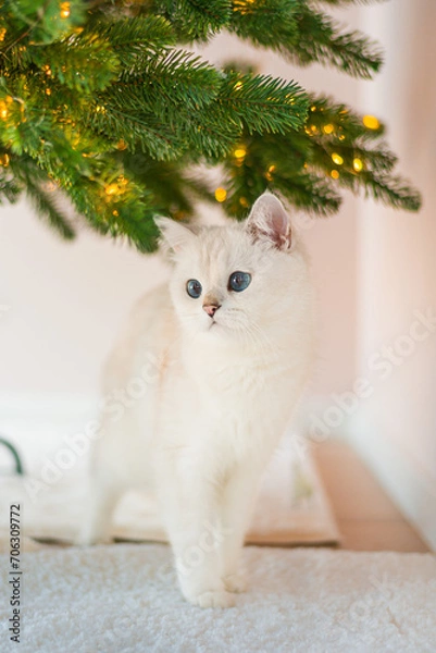 Obraz cat in a christmas tree