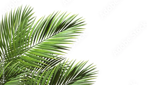 Obraz Realistic palm leaves shrubs corner on transparent backgrounds 3d rendering png