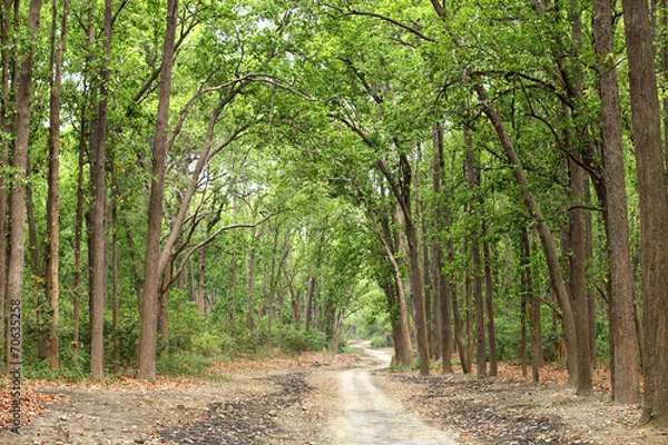 Fototapeta A way through the dense forest of Jim Corbett