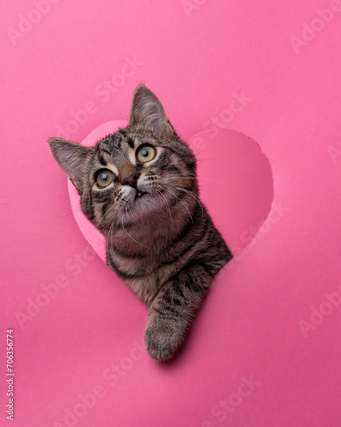 Obraz kittens in heart