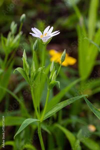 Obraz Stellaria holostea. delicate forest flowers of the chickweed, Stellaria holostea or Echte Sternmiere. floral background. white flowers on a natural green background. close-up