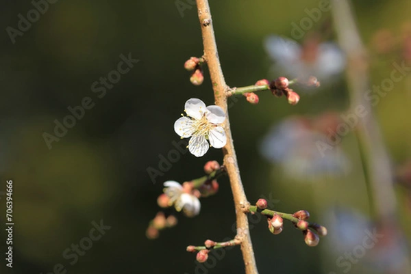 Obraz 春を待つ梅の蕾（トヤデノタカシダレ）