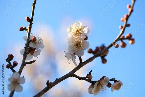 Obraz 白い梅の花（クモノアケボノ）