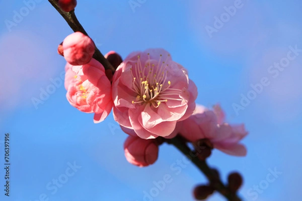 Obraz 青空に映える梅の花（ヤエカンコウ）