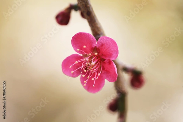 Obraz 春を告げる紅梅の花（ベニチドリ）