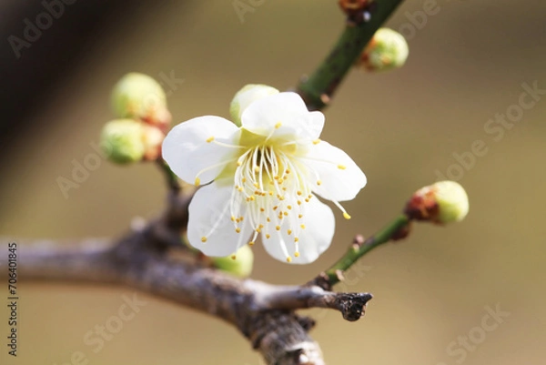 Obraz 白い梅の花（ツキノカツラ）