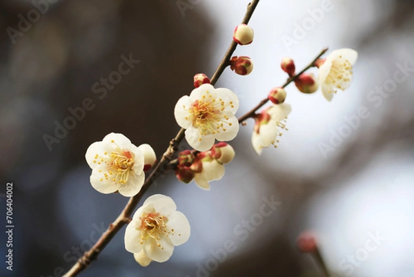 Obraz 白い梅の花（バイゴウ）