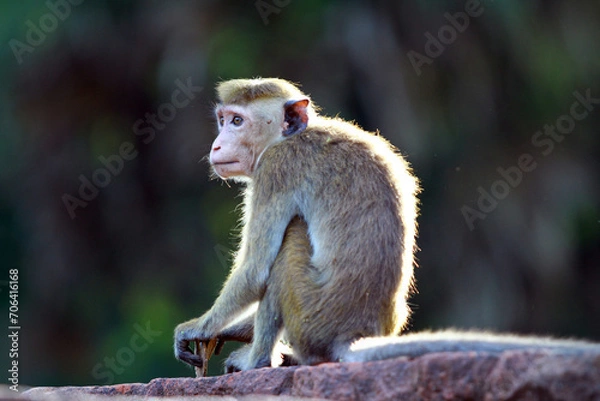 Fototapeta squirrel on a tree
