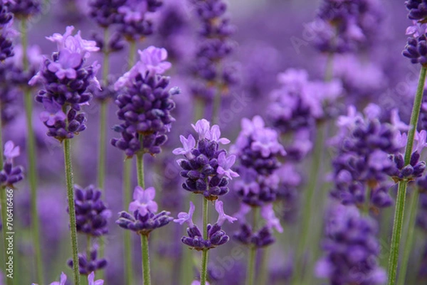 Fototapeta 富良野の夏