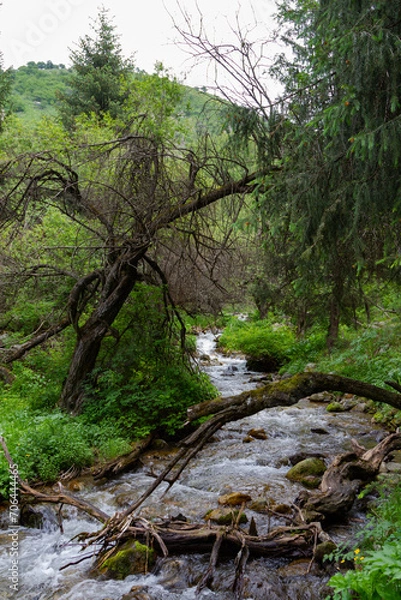 Fototapeta dry tree across the stream