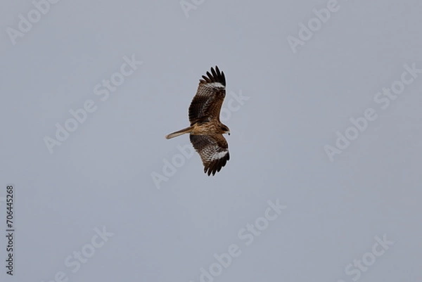 Fototapeta 空を飛ぶトビ