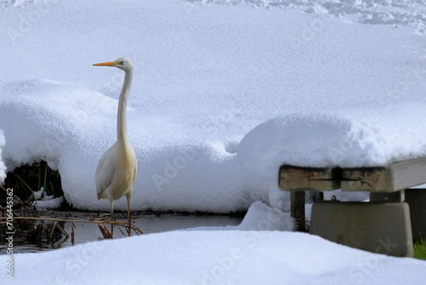 Fototapeta 雪の積もった沼に立つシラサギ