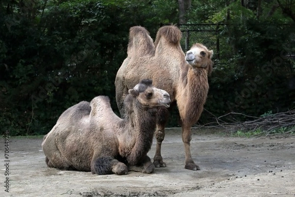Fototapeta 仲の良いラクダの夫婦