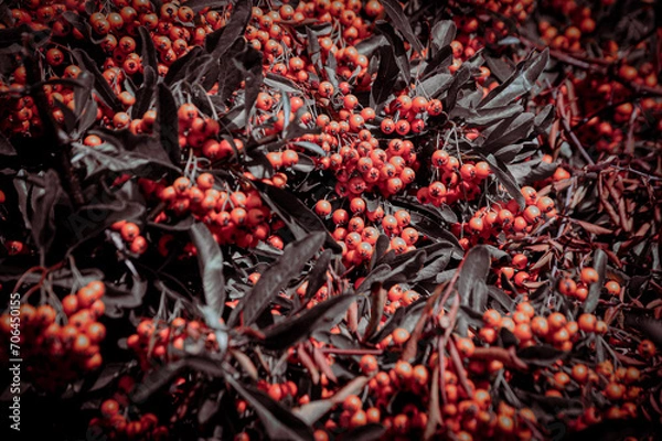 Fototapeta Park life 