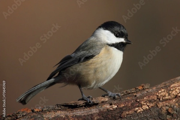 Fototapeta Carolina Chickadee on a Branch