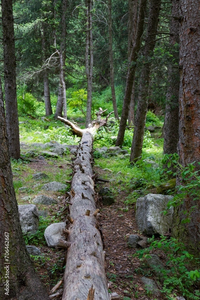 Obraz dry tree trunk in a spruce forest