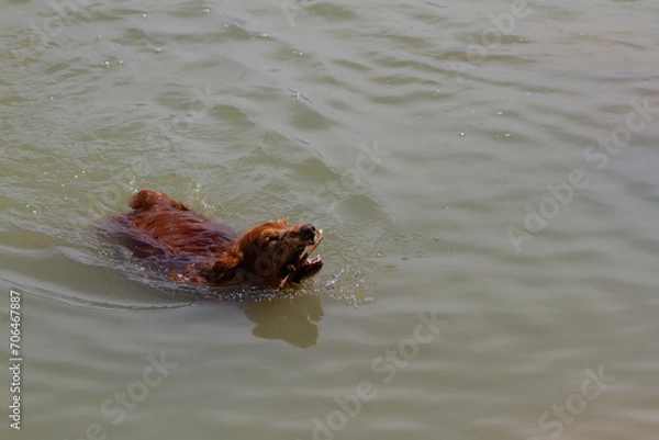Obraz cocker spaniel in the water