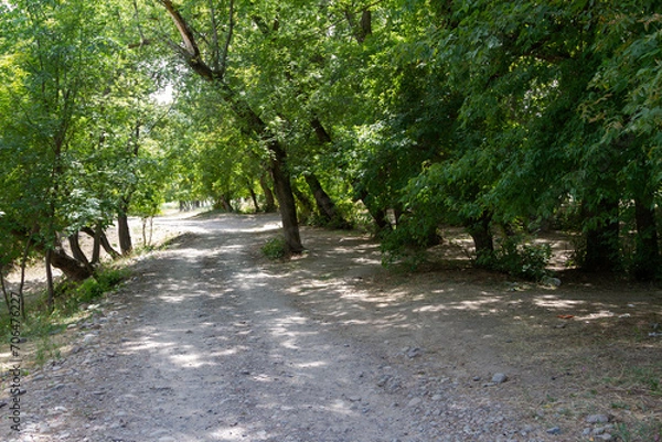 Obraz causeway among trees