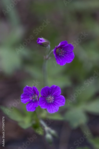 Fototapeta 花（ゲンノショウコ）