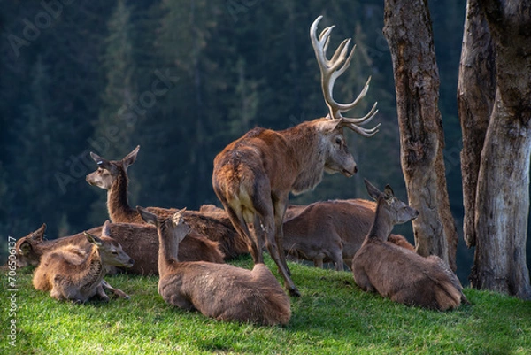 Obraz Brunfthirsch mit Kahlwildrudel