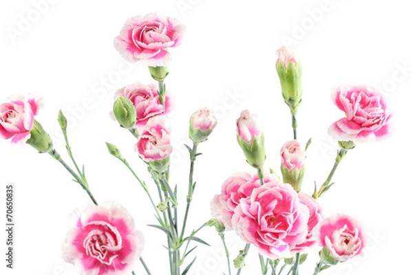 Fototapeta Carnations on white background