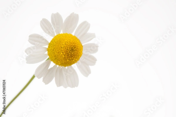 Fototapeta Echte Kamille