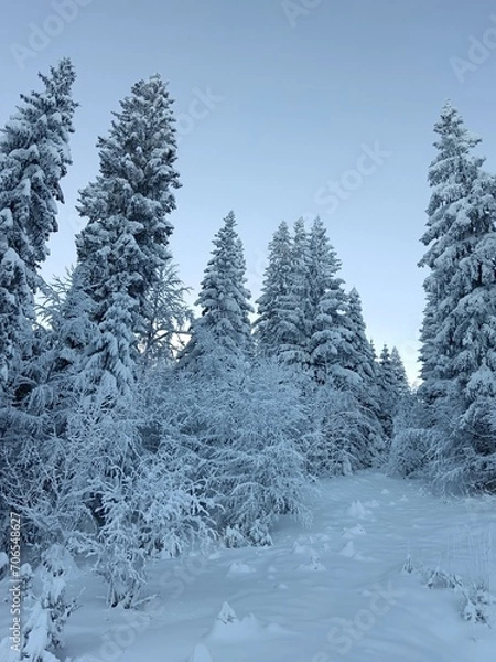 Obraz snow covered trees