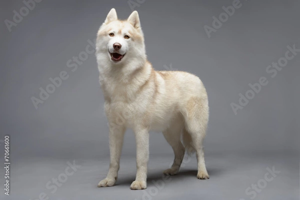 Obraz Portrait of siberian husky on gray background