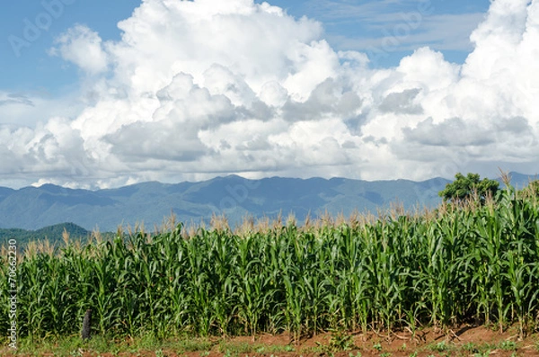 Fototapeta corn field with clear sky in the afternoon sunlight