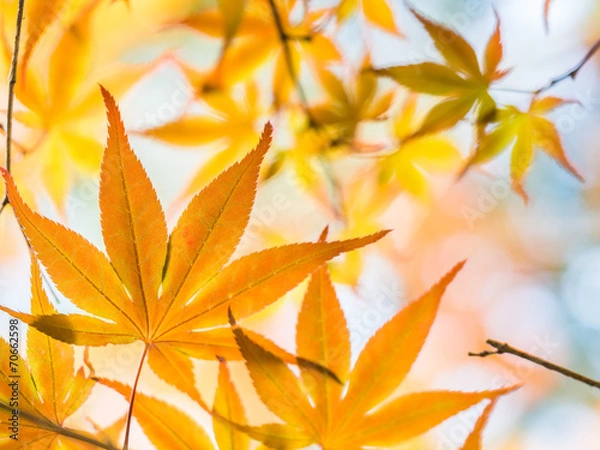 Obraz 光に染まる紅葉