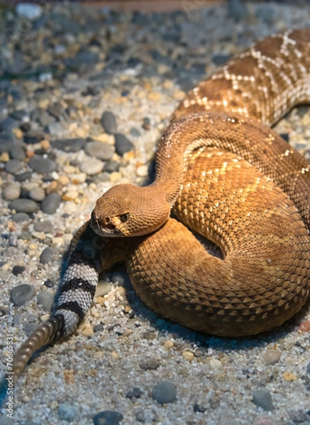 Obraz Red Diamond Rattlesnake