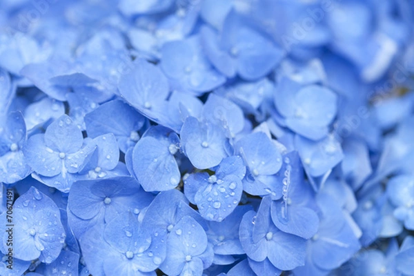 Fototapeta アジサイの花