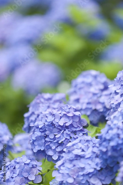 Fototapeta アジサイの花