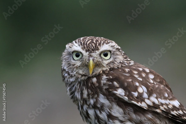 Obraz chouette cheveche