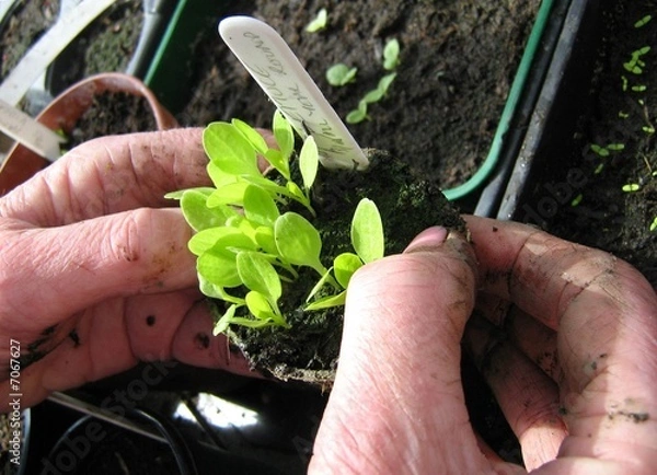 Obraz Lettuce Seedlings