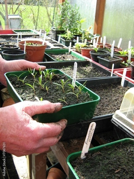 Fototapeta Inside the Greenhouse