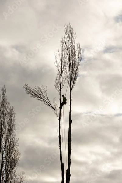 Obraz Loger Limbinga Wysoka gałąź drzewa spadająca