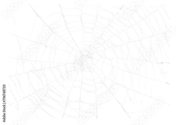 Fototapeta Spider Web v10 Alpha