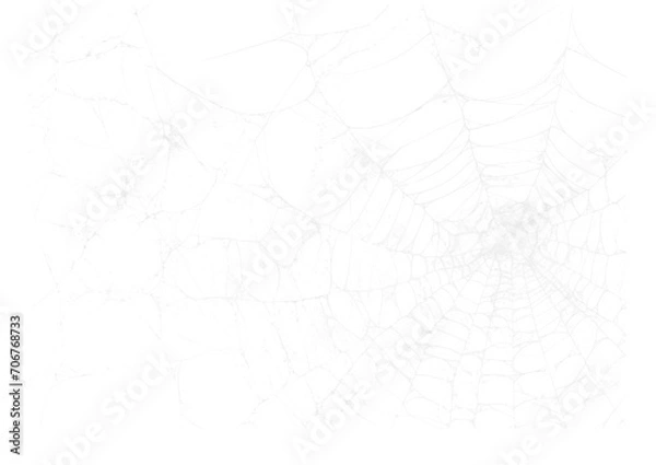 Fototapeta Spider Web v9 Alpha