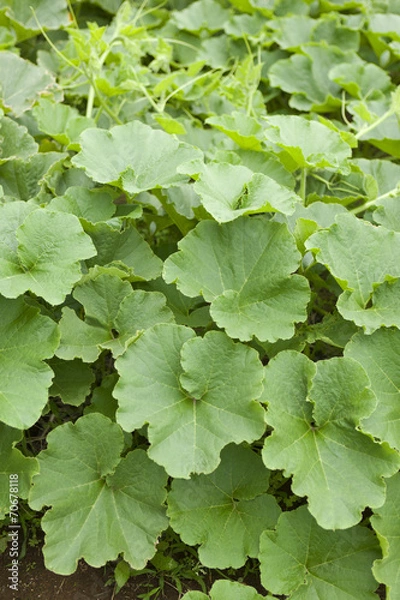 Fototapeta カボチャ畑