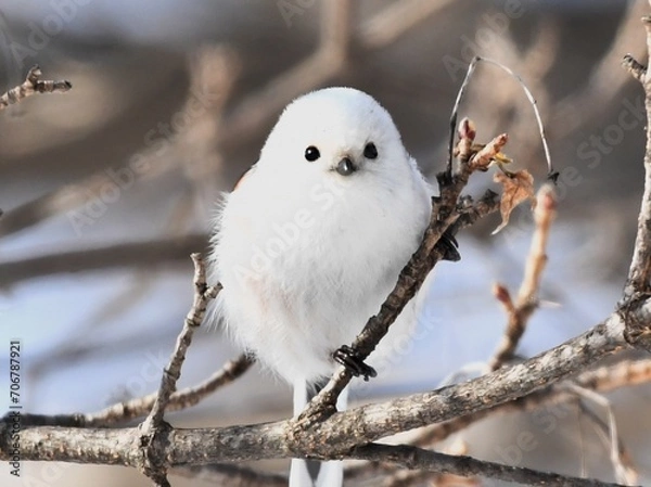 Obraz 可愛い人気のシマエナガ