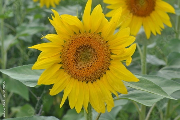 Fototapeta sunflower