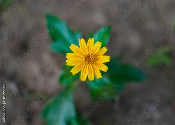 Fototapeta yellow flower in the garden with a green  background
