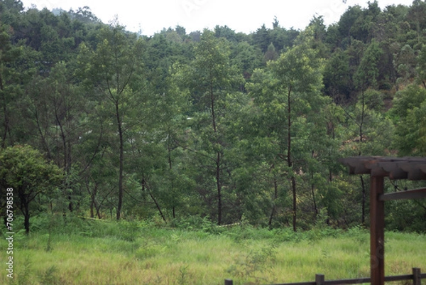 Fototapeta beautiful pine tree landscape view