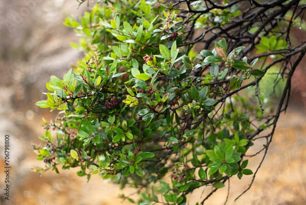Fototapeta close up of white teruntum ornamental plants in the garden