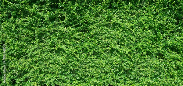 Obraz Green leaves background or the naturally walls texture Ideal for use in the design fairly