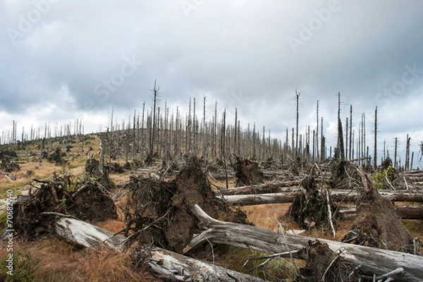 Obraz Waldsterben