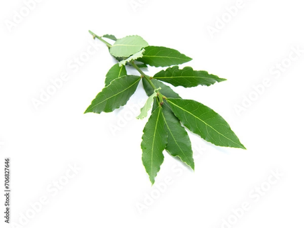 Obraz Fresh bay leaves isolated on white background.
